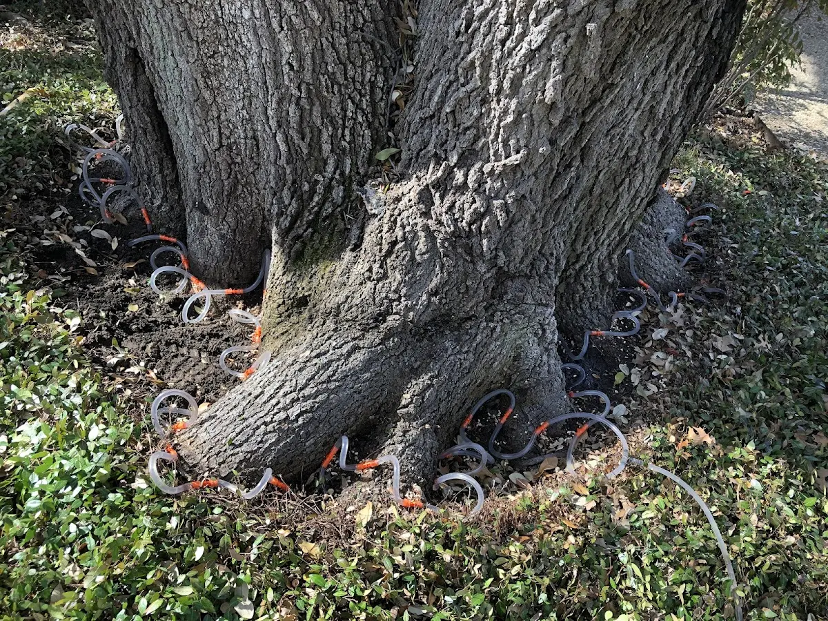 Detailed Tree Cabling and Bracing job site in Merrimac