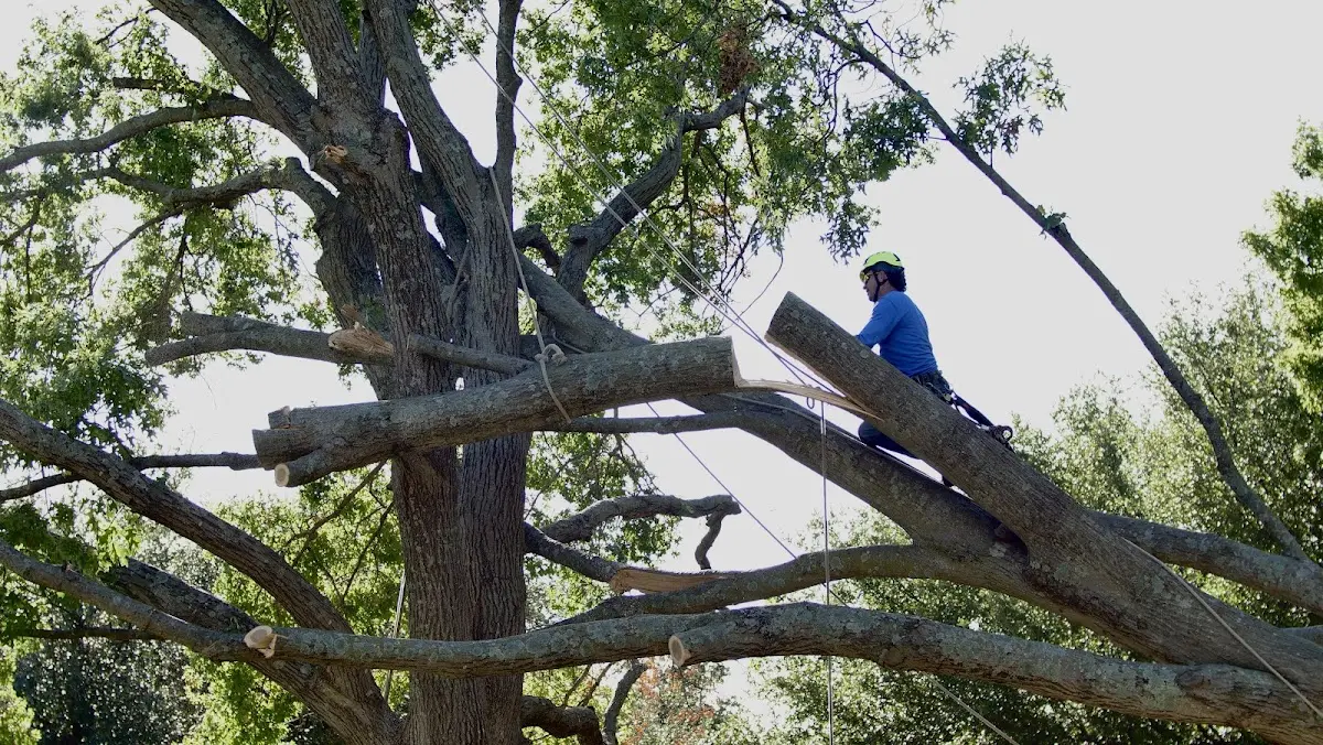 Professional Crown Thinning performed by certified arborists in Merrimac