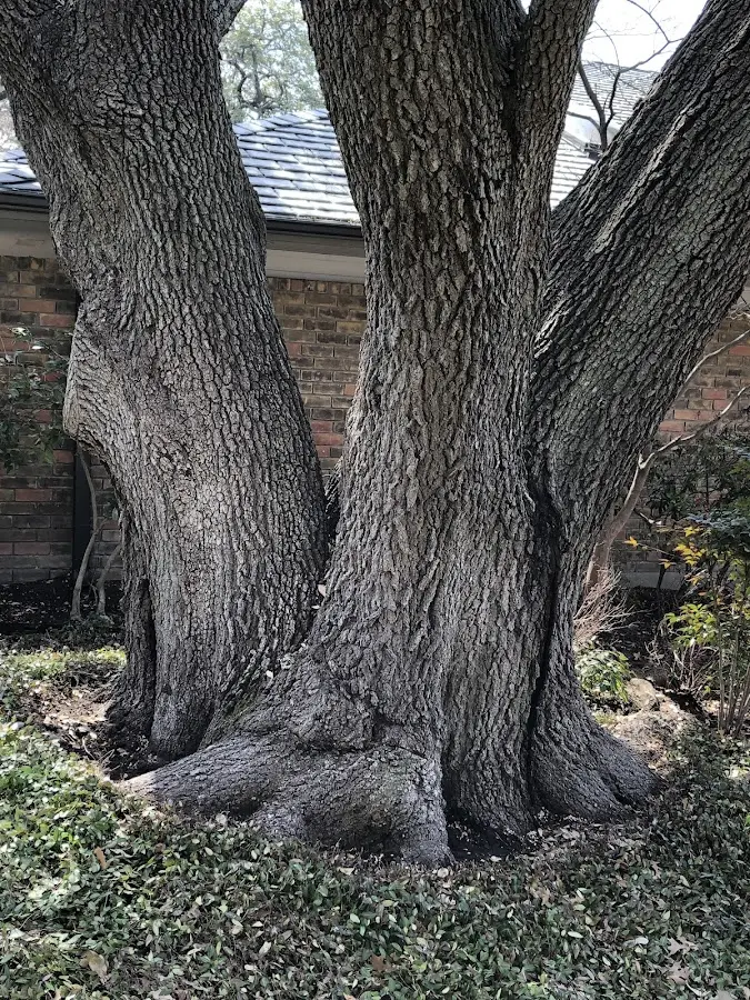 Mature heritage tree close to a Merrimac property cared for by certified arborists